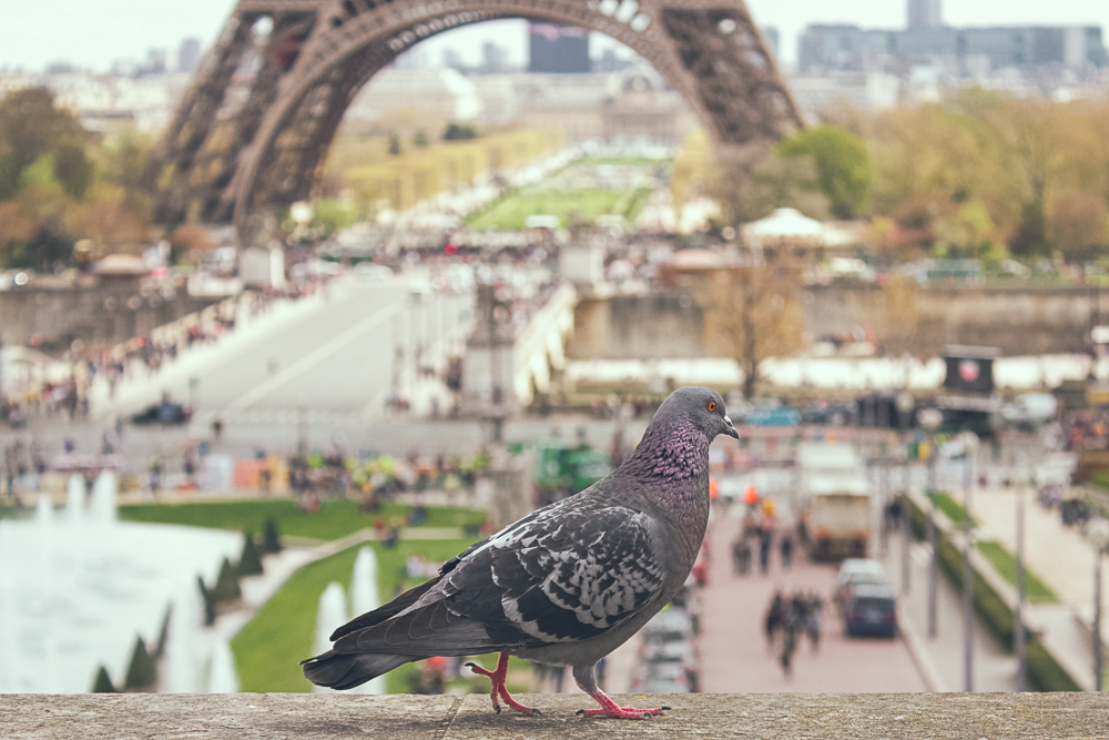 Atlanta Wedding Photographer Travel Paris