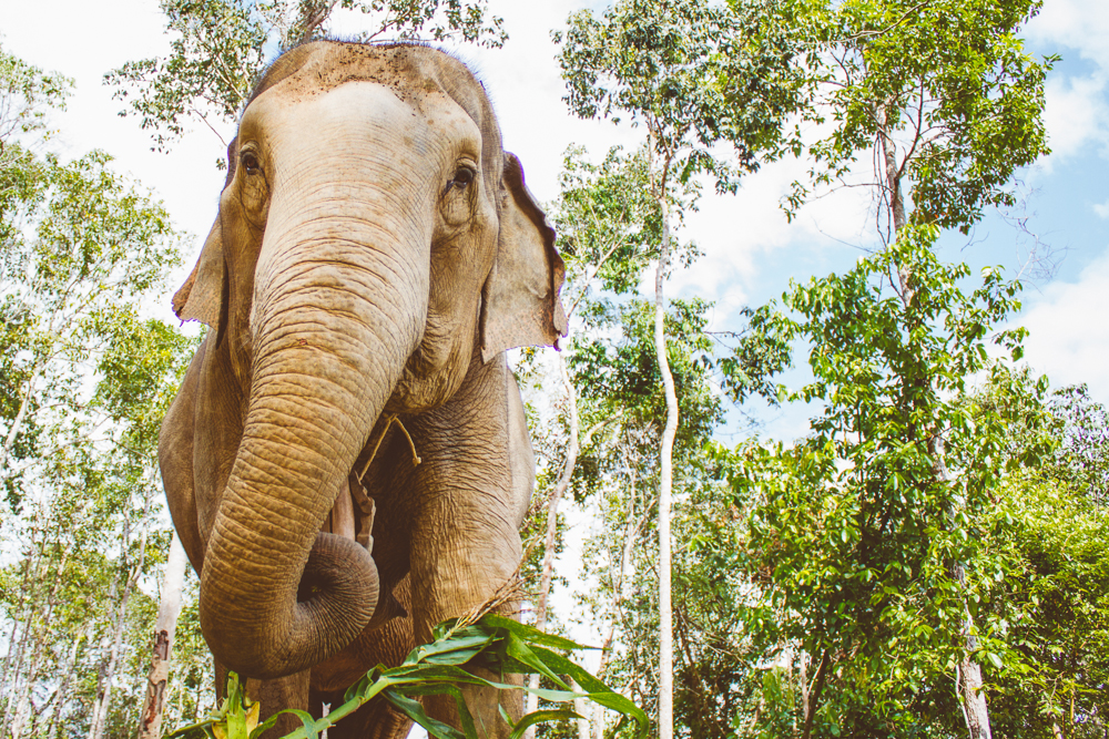 Travel photography Chiang Mai Thiland Elephant Sanctuary