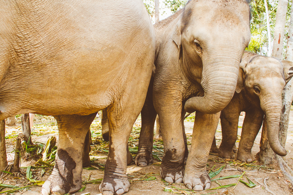 Travel photography Chiang Mai Thiland Elephant Sanctuary