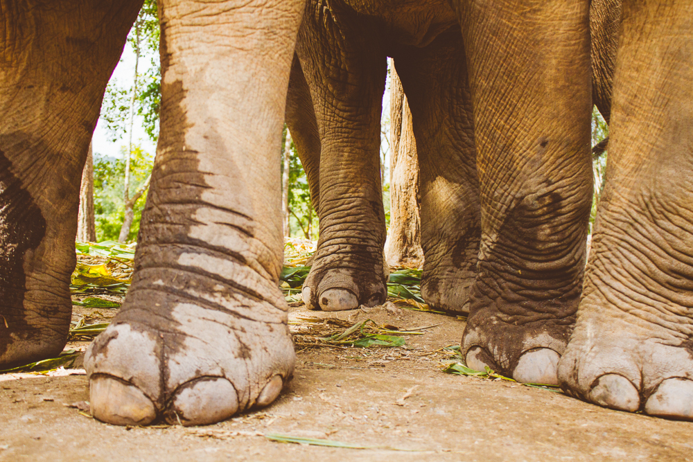 Travel photography Chiang Mai Thiland Elephant Sanctuary