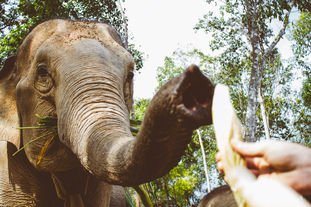 Travel photography Chiang Mai Thiland Elephant Sanctuary