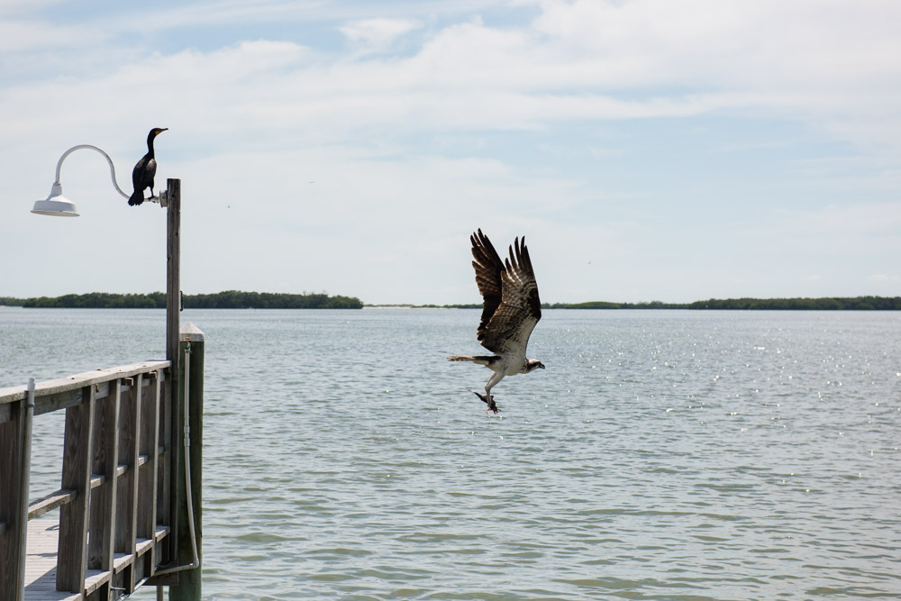 Tampa Wedding Photographers | Joyelan Photography | Tampa Bay Watch Wedding Venue