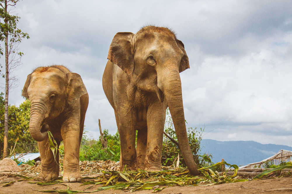 Travel photography Chiang Mai Thiland Elephant Sanctuary